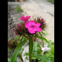 Oeillet du poete (3)